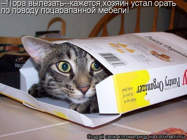 Котоматрица: --Пора вылезать--кажется,хозяин устал орать по поводу поцарапанной мебели!