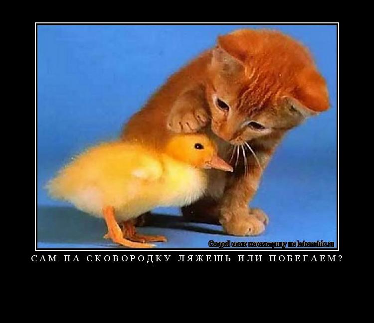 Котоматрица: сам на сковородку ляжешь или побегаем? 
