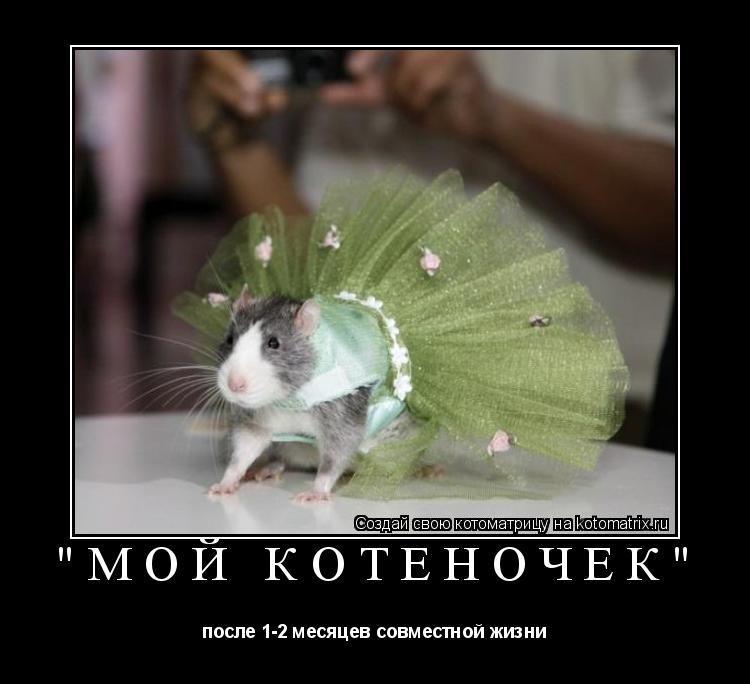 "Мой котёночек" после 1-2 месяцев совместной жизни... Котоматрица: "Мой котёночек" после 1-2 месяцев совместной жизни