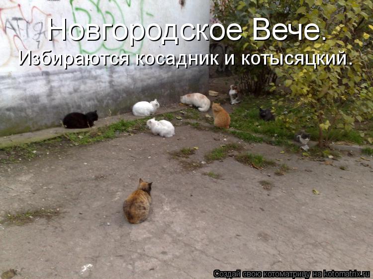 Котоматрица: Новгородское Вече. Избираются косадник и котысяцкий.