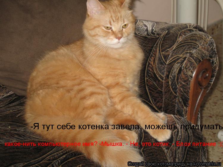 -Я тут себе котенка завела, можешь придумать какое-нить компьютерное имя? -Мышка. - Не, это котик. - ... Котоматрица: -Я тут себе котенка завела, можешь придумать какое-нить компьютерное имя? -Мышка. - Не, это котик. - Блох питание :))) какое-нить компьютерное им