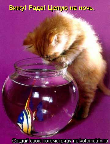 Котоматрица: Вижу! Рада! Целую на ночь.