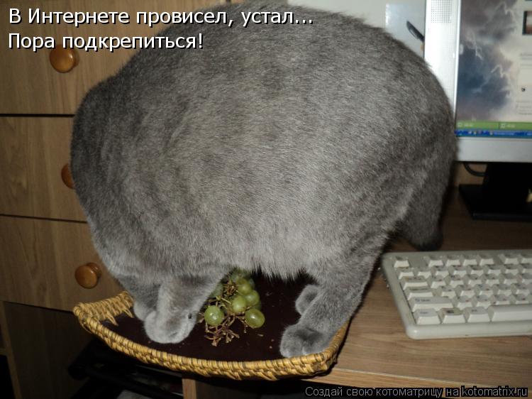 Котоматрица: В Интернете провисел, устал... Пора подкрепиться!