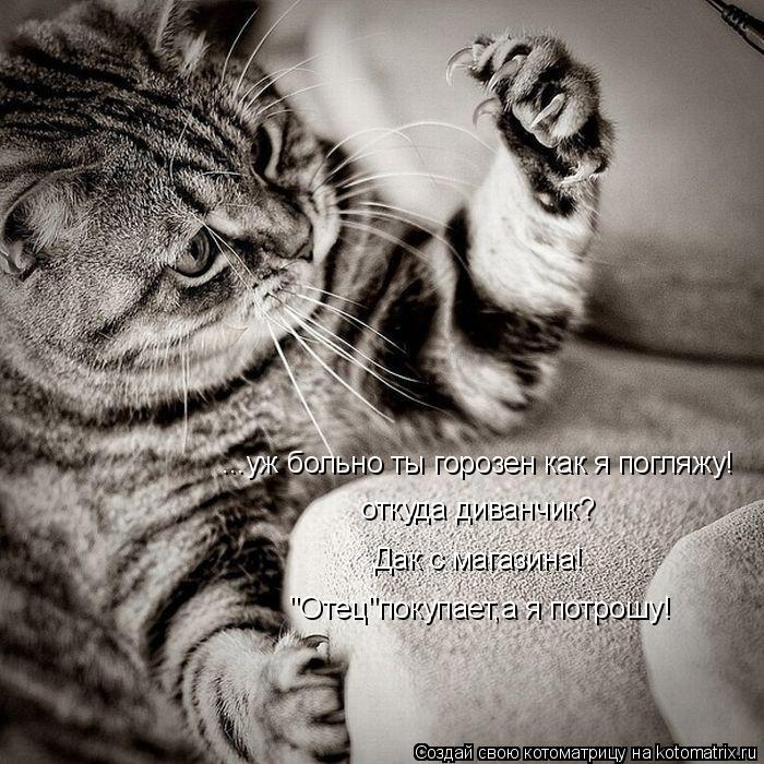 Котоматрица: ...уж больно ты горозен как я погляжу! откуда диванчик? Дак с магазина! "Отец"покупает,а я потрошу!