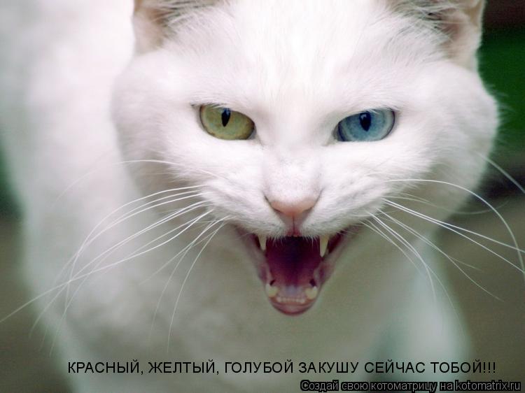 КРАСНЫЙ, ЖЕЛТЫЙ, ГОЛУБОЙ ЗАКУШУ СЕЙЧАС ТОБОЙ!!! КРАСНЫЙ, ЖЕЛТЫЙ, ГОЛУБОЙ ЗАКУШУ СЕЙЧАС ТОБОЙ!!!... Котоматрица: КРАСНЫЙ, ЖЕЛТЫЙ, ГОЛУБОЙ ЗАКУШУ СЕЙЧАС ТОБОЙ!!! КРАСНЫЙ, ЖЕЛТЫЙ, ГОЛУБОЙ ЗАКУШУ СЕЙЧАС ТОБОЙ!!!
