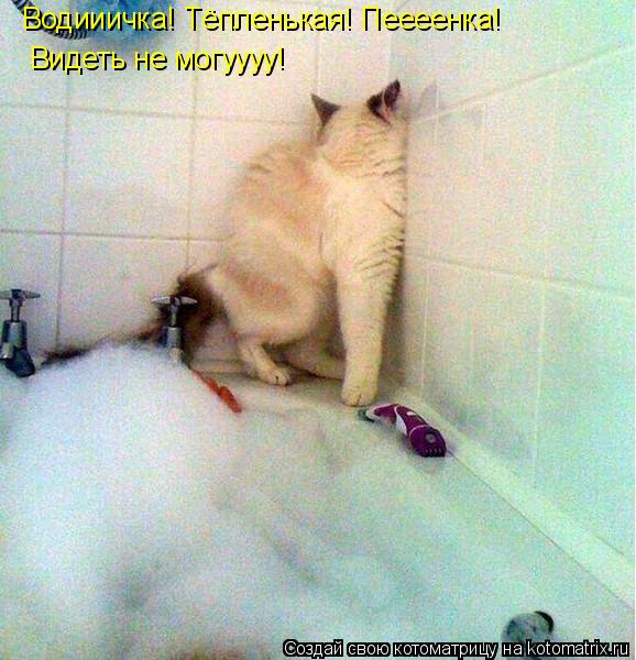 Котоматрица: Водииичка! Тёпленькая! Пеееенка! Видеть не могуууу!