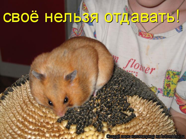 Котоматрица: cвоё нельзя отдавать!