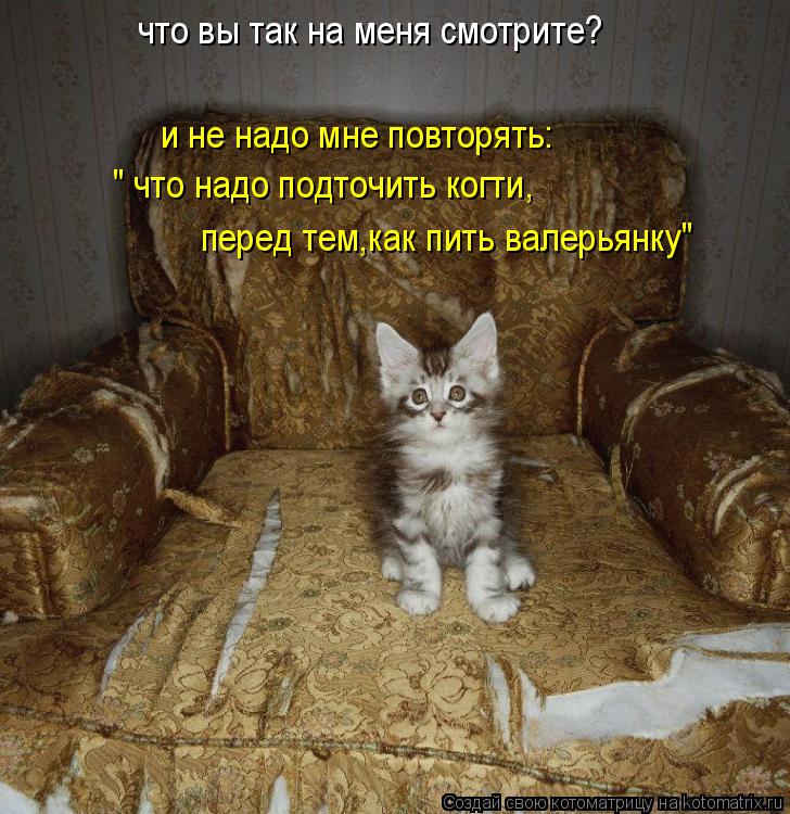 Котоматрица: что вы так на меня смотрите? и не надо мне повторять: " что надо подточить когти, перед тем,как пить валерьянку"