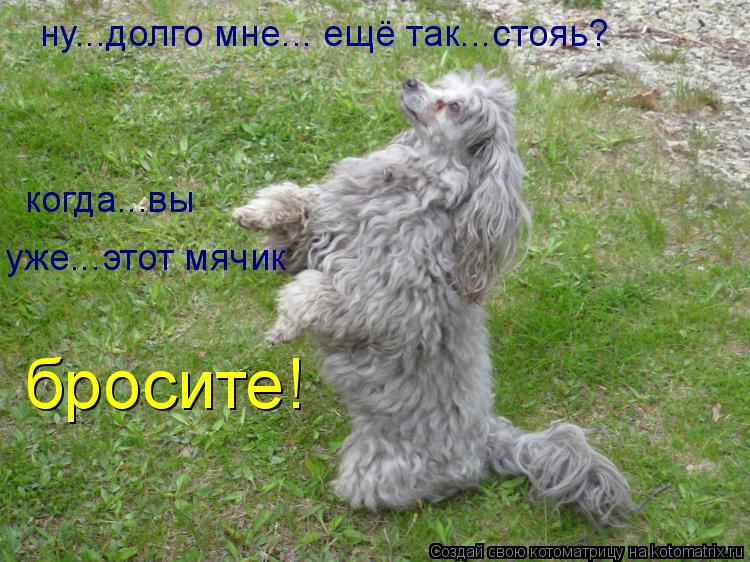 Котоматрица: ну...долго мне... ещё так...стояь? когда...вы уже...этот мячик бросите!