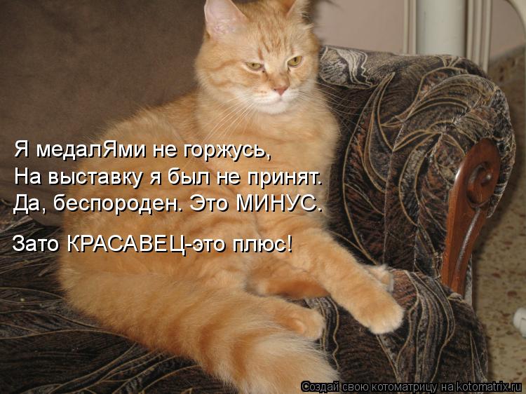Я медалЯми не горжусь, На выставку я был не принят. Да, беспороден. Это МИНУС. Зато КРАСАВЕЦ-это плюс... Котоматрица: Я медалЯми не горжусь, На выставку я был не принят. Да, беспороден. Это МИНУС. Зато КРАСАВЕЦ-это плюс!