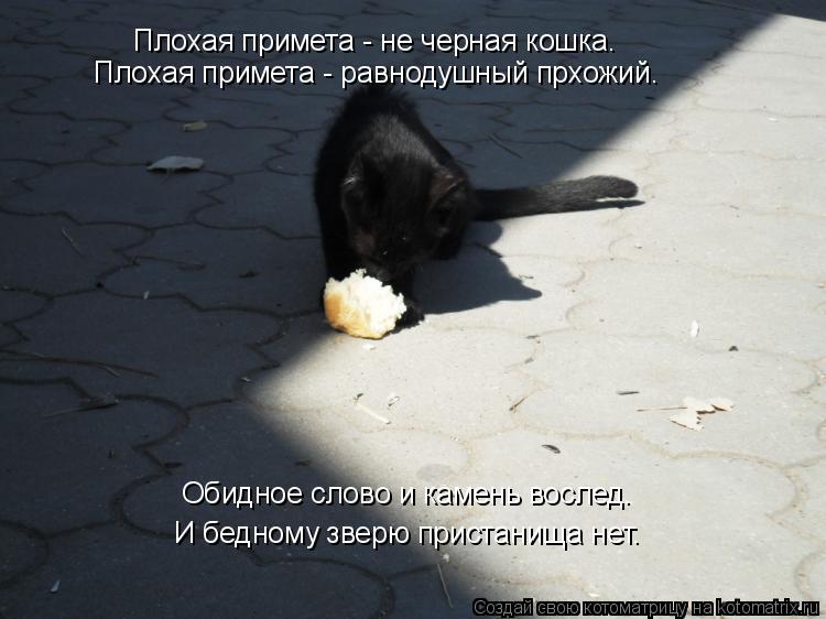 Черная кошка почему плохая примета Черная кошка почему плохая примета