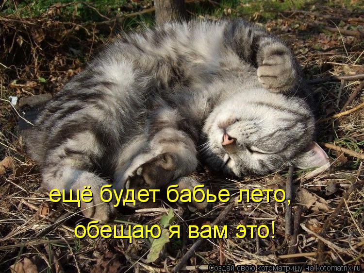 ещё будет бабье лето, обещаю я вам это!... Котоматрица: ещё будет бабье лето, обещаю я вам это!