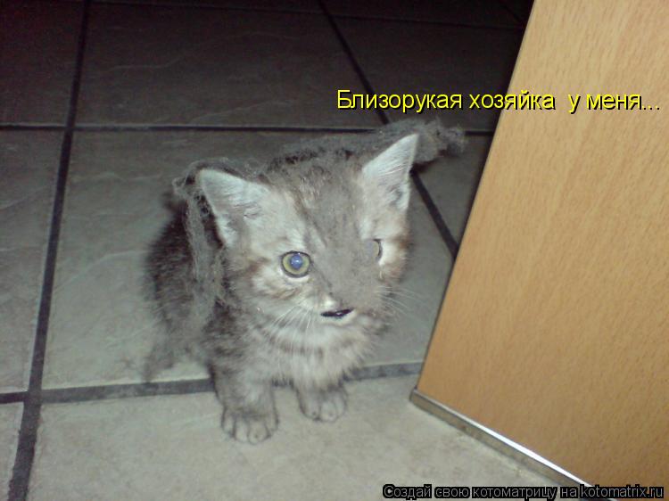 Котоматрица: Близорукая хозяйка  у меня...