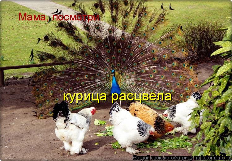 Котоматрица: Мама, посмотри курица расцвела