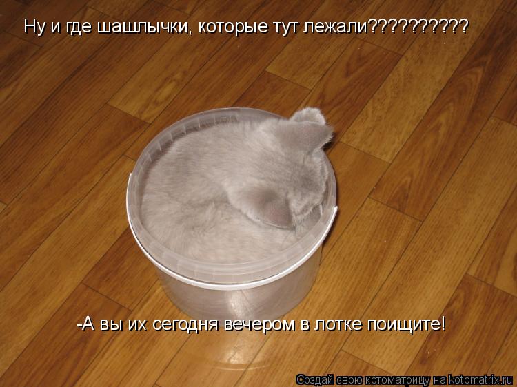 Ну и где шашлычки, которые тут лежали?????????? -А вы их сегодня вечером в лотке поищите!... Котоматрица: Ну и где шашлычки, которые тут лежали?????????? -А вы их сегодня вечером в лотке поищите!