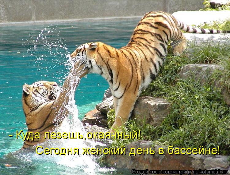Котоматрица: - Куда лезешь,окаянный! Сегодня женский день в бассейне!