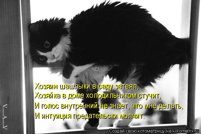 Хозяин шашлыки в саду затеял, Хозяйка в доме холодильником стучит, И голос внутренний не знает, что ... Котоматрица: Хозяин шашлыки в саду затеял, Хозяйка в доме холодильником стучит, И голос внутренний не знает, что мне делать, И интуиция предательски мол