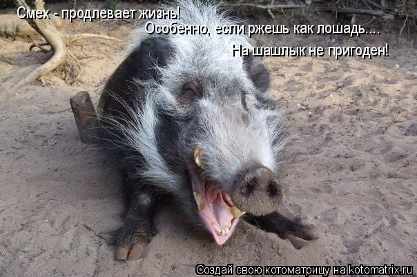 Котоматрица: Смех - продлевает жизнь!  Особенно, если ржешь как лошадь....  На шашлык не пригоден!