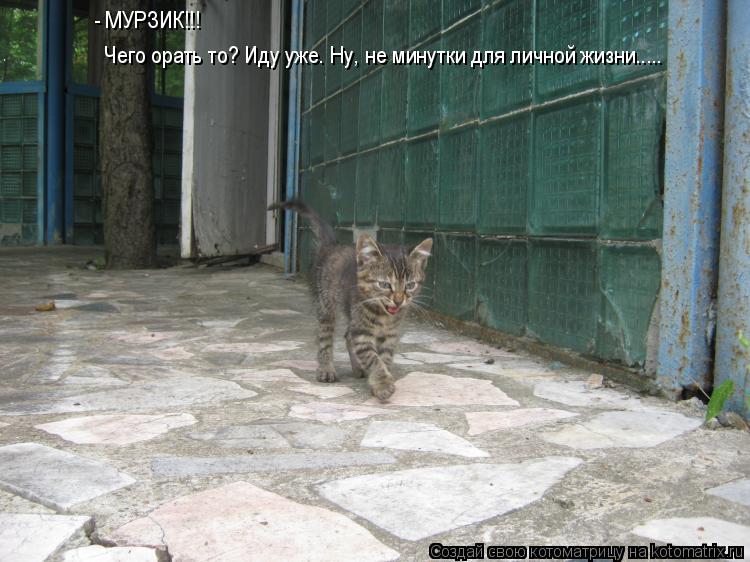 Чего орать то? Иду уже. Ну, не минутки для личной жизни..... - МУРЗИК!!!... Котоматрица: Чего орать то? Иду уже. Ну, не минутки для личной жизни..... - МУРЗИК!!!