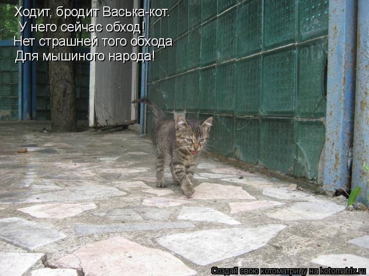 Котоматрица: Ходит, бродит Васька-кот.   У него сейчас обход! Нет страшней того обхода Для мышиного народа!