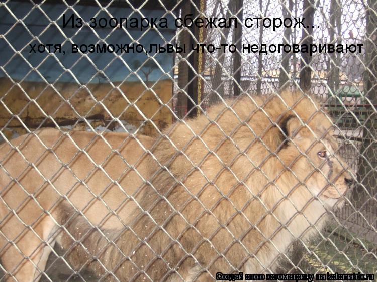 Из зоопарка сбежал сторож... хотя, возможно,львы что-то недоговаривают... Котоматрица: Из зоопарка сбежал сторож... хотя, возможно,львы что-то недоговаривают