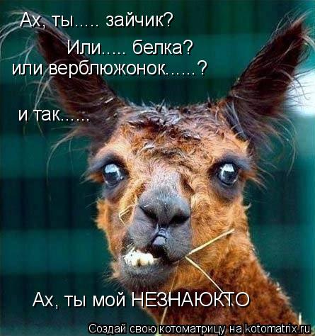 Ах, ты..... зайчик? Или..... белка? или верблюжонок......? и так...... Ах, ты мой НЕЗНАЮКТО... Котоматрица: Ах, ты..... зайчик? Или..... белка? или верблюжонок......? и так...... Ах, ты мой НЕЗНАЮКТО