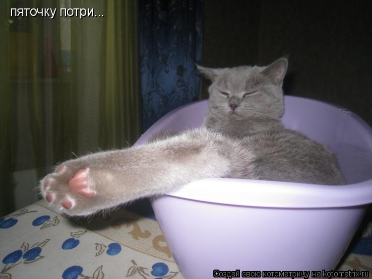 Котоматрица: пяточку потри...