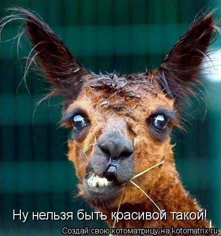 Котоматрица: Ну нельзя быть красивой такой!