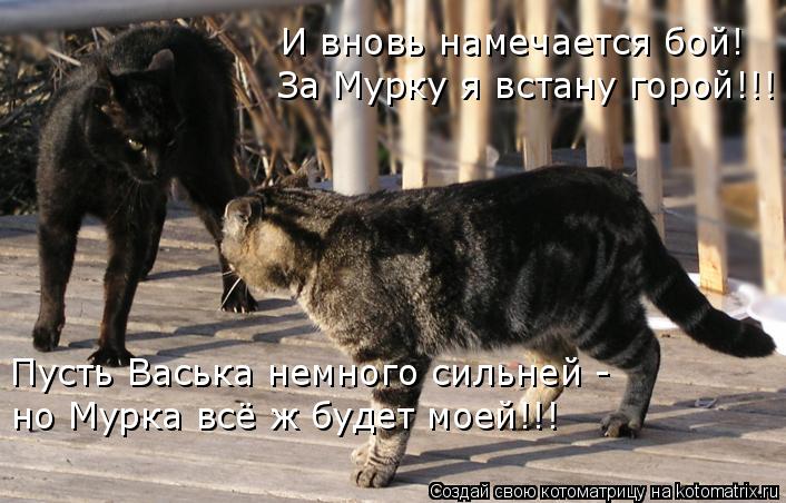 И вновь намечается бой! За Мурку я встану горой!!! Пусть Васька немного сильней - но Мурка всё ж буде... Котоматрица: И вновь намечается бой! За Мурку я встану горой!!! Пусть Васька немного сильней - но Мурка всё ж будет моей!!!