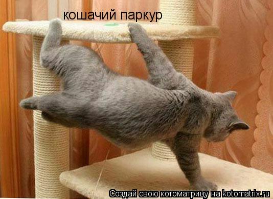 кошачий паркур... Котоматрица: кошачий паркур