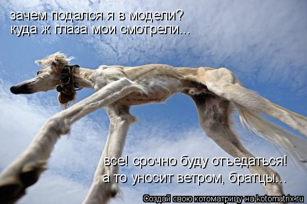 зачем подался я в модели? куда ж глаза мои смотрели... все! срочно буду отъедаться! а то уносит ветро... Котоматрица: зачем подался я в модели? куда ж глаза мои смотрели... все! срочно буду отъедаться! а то уносит ветром, братцы...