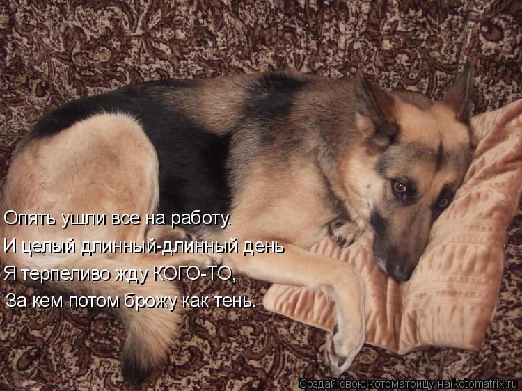 Опять ушли все на работу. Я терпеливо жду КОГО-ТО, И целый длинный-длинный день За кем потом брожу ка... Котоматрица: Опять ушли все на работу. Я терпеливо жду КОГО-ТО, И целый длинный-длинный день За кем потом брожу как тень.
