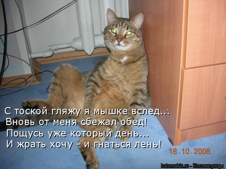 С тоской гляжу я мышке вслед….. Вновь от меня сбежал обед! Пощусь уже который день….. И жрать хочу - ... Котоматрица: С тоской гляжу я мышке вслед….. Вновь от меня сбежал обед! Пощусь уже который день….. И жрать хочу - и гнаться лень!
