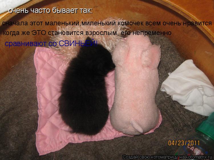 Котоматрица: очень часто бывает так:  сначала этот маленький,миленький комочек всем очень нравится когда же ЭТО становится взрослым, его непременно  сра