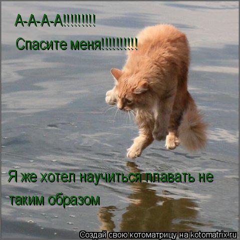 Котоматрица: А-А-А-А!!!!!!!!!   Спасите меня!!!!!!!!!! Я же хотел научиться плавать не  таким образом