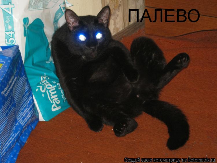 ПАЛЕВО... Котоматрица: ПАЛЕВО