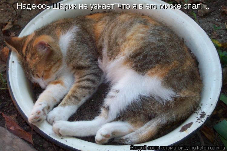 Котоматрица: Надеюсь Шарик не узнает, что я в его миске спал....