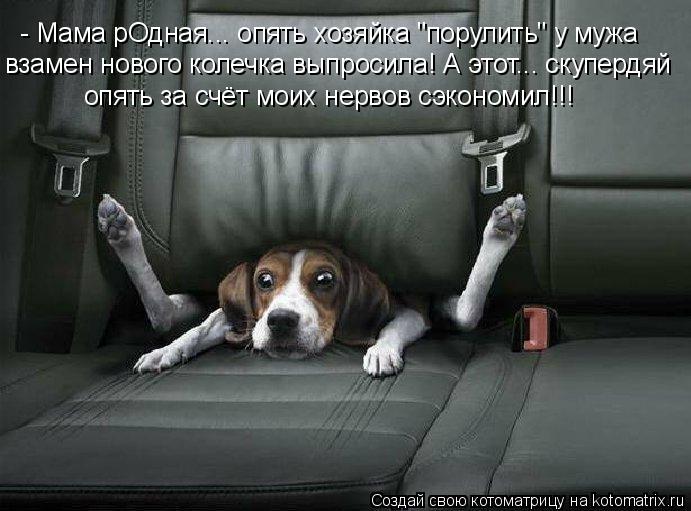 - Мама рОдная... опять хозяйка "порулить" у мужа взамен нового колечка выпросила! А этот... скупердя... Котоматрица: - Мама рОдная... опять хозяйка "порулить" у мужа взамен нового колечка выпросила! А этот... скупердяй опять за счёт моих нервов сэкономил!!!