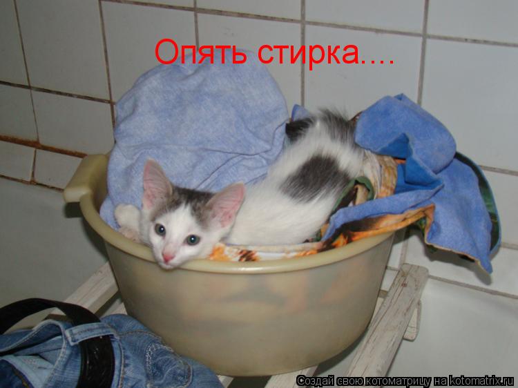 Котоматрица: Опять стирка....