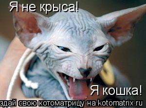 Котоматрица: Я не крыса! Я кошка!