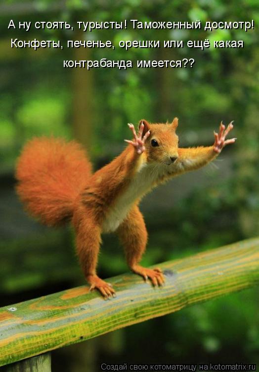 Котоматрица: А ну стоять, турысты! Таможенный досмотр! Конфеты, печенье, орешки или ещё какая  контрабанда имеется??