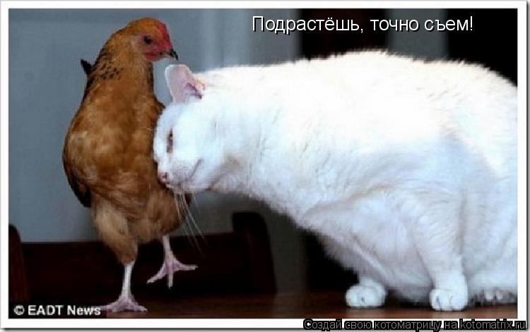Подрастёшь, точно съем!... Котоматрица: Подрастёшь, точно съем!