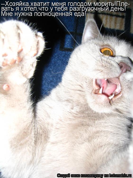 Котоматрица: --Хозяйка,хватит меня голодом морить!Пле- вать я хотел,что у тебя разгрузочный день! Мне нужна полноценная еда!