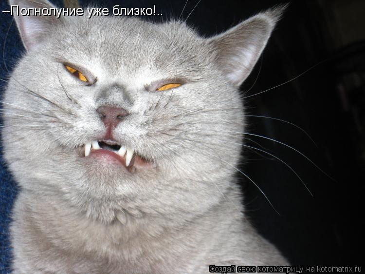 --Полнолуние уже близко!..... Котоматрица: --Полнолуние уже близко!..