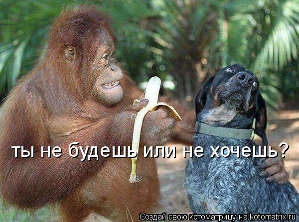 ты не будешь или не хочешь?... Котоматрица: ты не будешь или не хочешь?