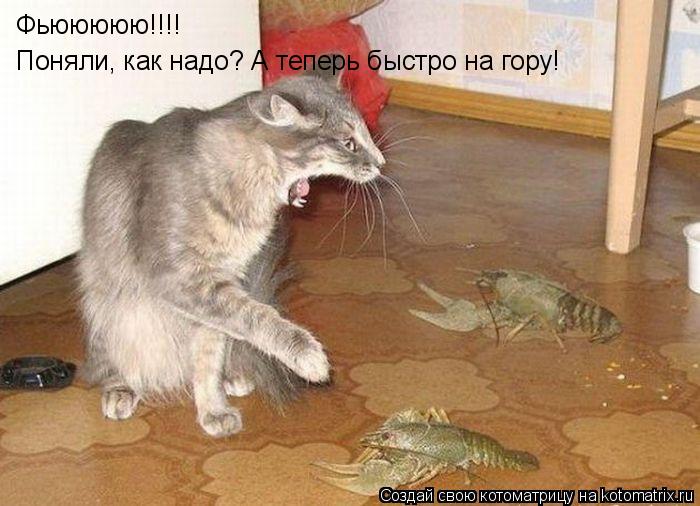 Котоматрица: Фьююююю!!!! Поняли, как надо? А теперь быстро на гору!
