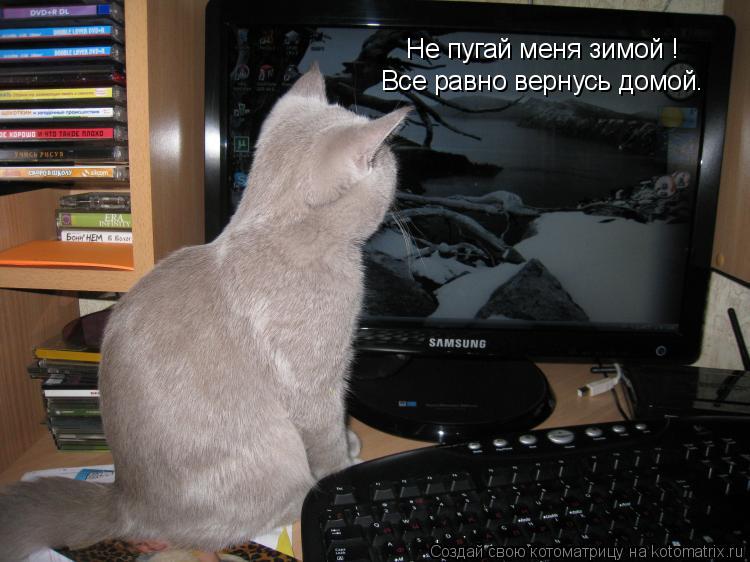 Не пугай меня зимой ! Все равно вернусь домой.... Котоматрица: Не пугай меня зимой ! Все равно вернусь домой.