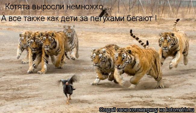 Котоматрица: Котята выросли немножко .... А все также как дети за петухами бегают !
