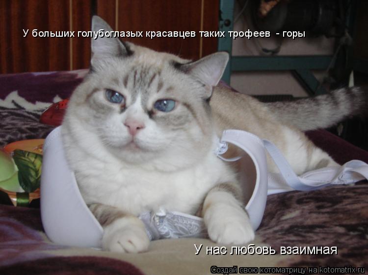 Котоматрица: У больших голубоглазых красавцев таких трофеев  - горы У нас любовь взаимная