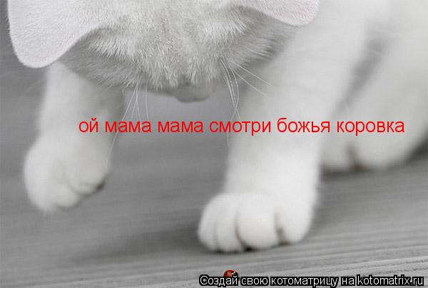 Котоматрица: ой мама мама смотри божья коровка